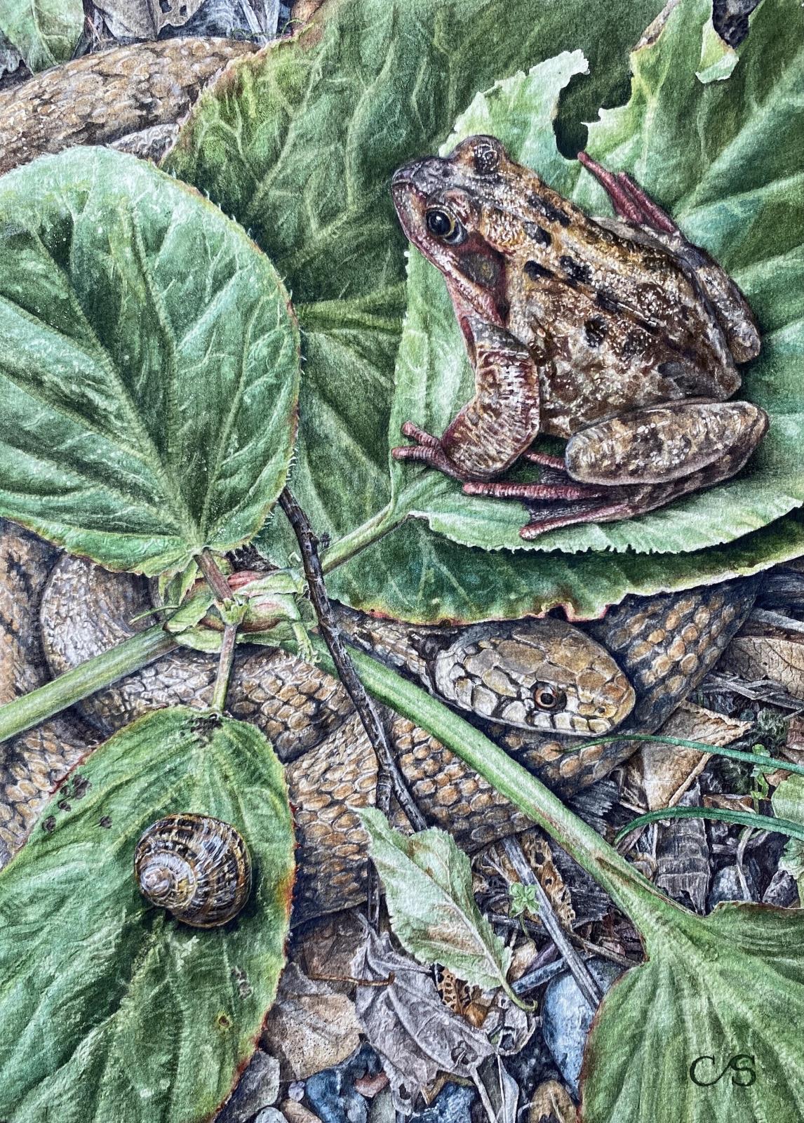 Frog in the Elephant's Ear